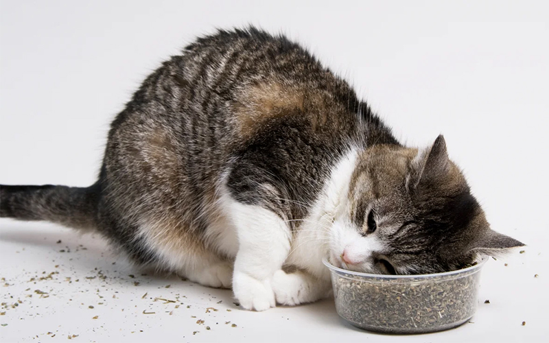 Understanding and Managing Anorexia in Cats: A Comprehensive Guide