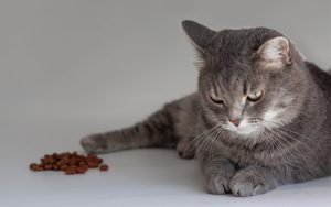 Understanding and Treating Anorexia in Cats: A Comprehensive Guide for Pet Owners