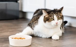 Anorexia in Cats: Symptoms, Causes, and Treatment – A Complete Guide for Cat Owners