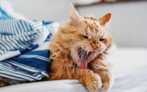 Understanding Your Cat’s Choking and Coughing Sounds: Causes, Treatments, and When to Seek Help