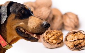 Can Dogs Eat Walnuts? Understanding the Risks and Safety of Walnuts for Dogs